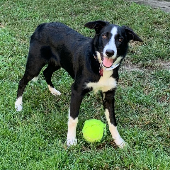 ❗️Fur Warning❗️ - Picture 6 of 6